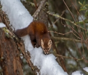 PIneMartin002